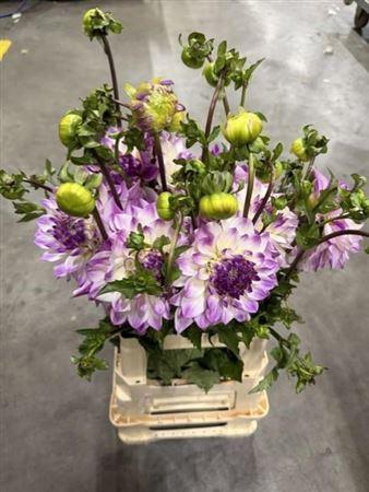 Dahl Deco Paars-wit