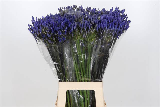 <h4>Agapanthus atlantic ocean</h4>