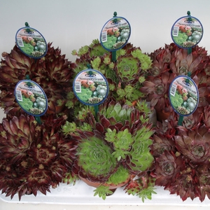 SEMPERVIVUM-HYBRID P12 STENEN POT 1 SOORT