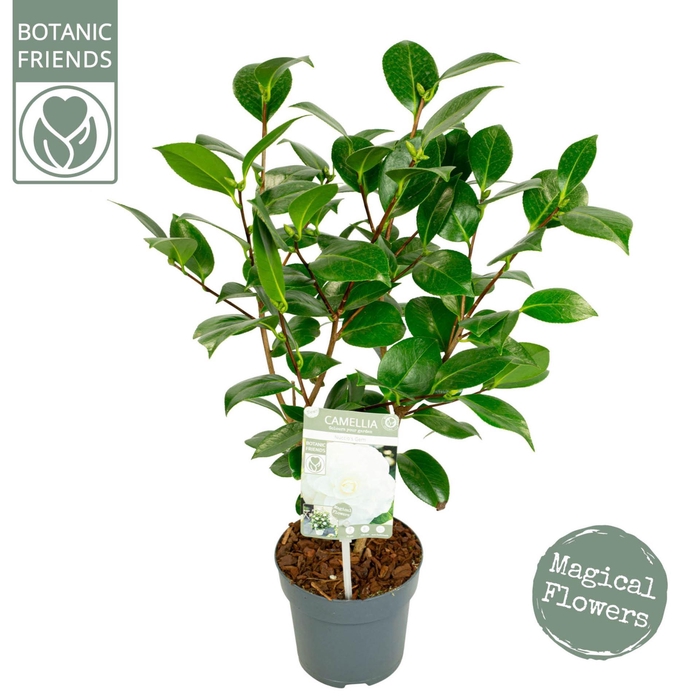 <h4>Camellia japonica</h4>