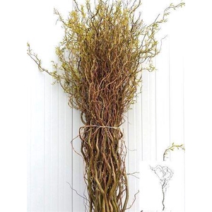 Salix B Tortuosa