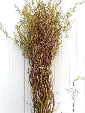 <h4>Salix B Tortuosa</h4>