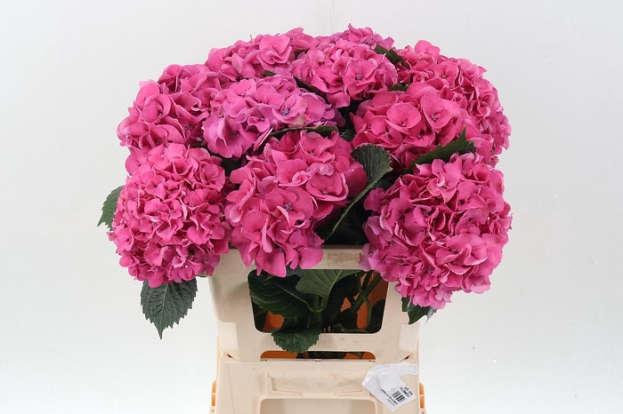 <h4>Hydr M Sibilla Pa</h4>