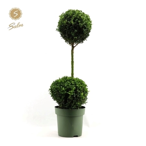 Buxus semp. Duo-Ball