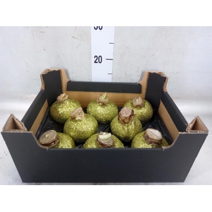 Hippeastrum   ...waxed H%