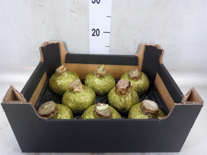 <h4>Hippeastrum   ...waxed H%</h4>