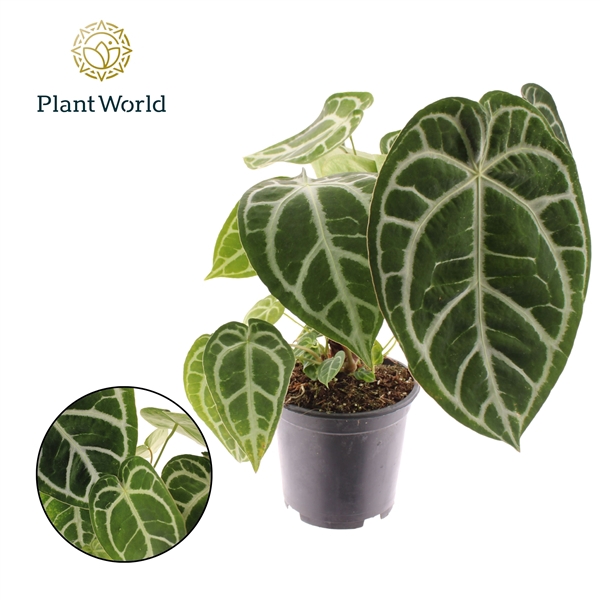 <h4>Anthurium Chrystallinum P19</h4>