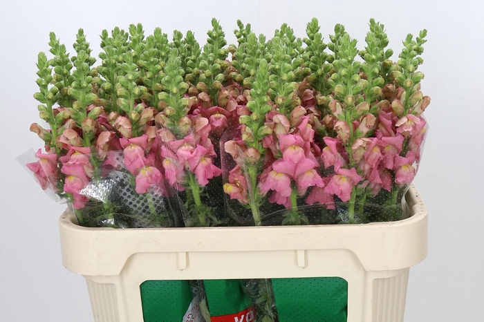 <h4>Antirrhinum Opus Pink</h4>