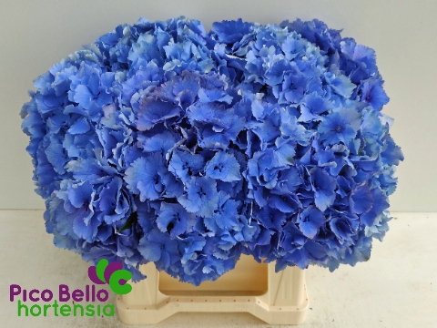 Hydrangea royal parade