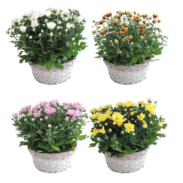 <h4>Collectie Jakarta Chrysant Mix in Mand 21 cm</h4>