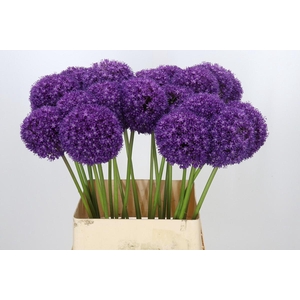 Allium Ambassador