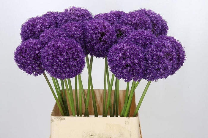 <h4>Allium Ambassador</h4>