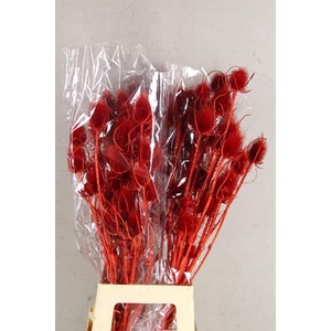 Df Dipsacus Red Bs 130g