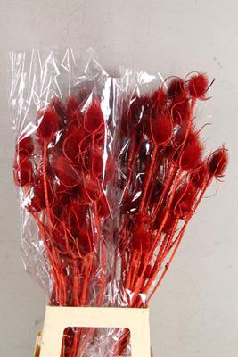 <h4>Df Dipsacus Red Bs 130g</h4>