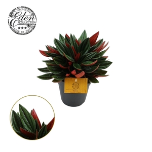 Peperomia Rosso 12cm