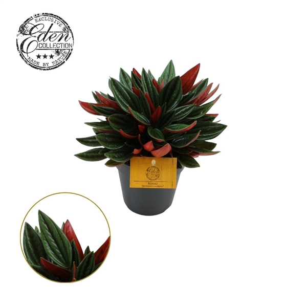 <h4>Peperomia Rosso 12cm</h4>