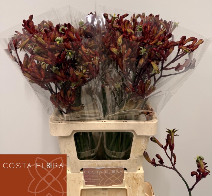 <h4>ANIGOZ EARLY SPRING</h4>