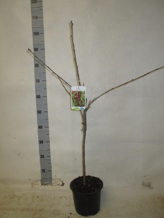 <h4>PRUN OV FRUITBOOM</h4>