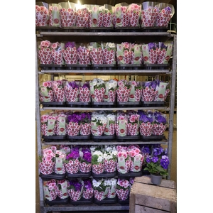 arr8 Prim Ob Tm Mixk 1 Kleur Per Tray