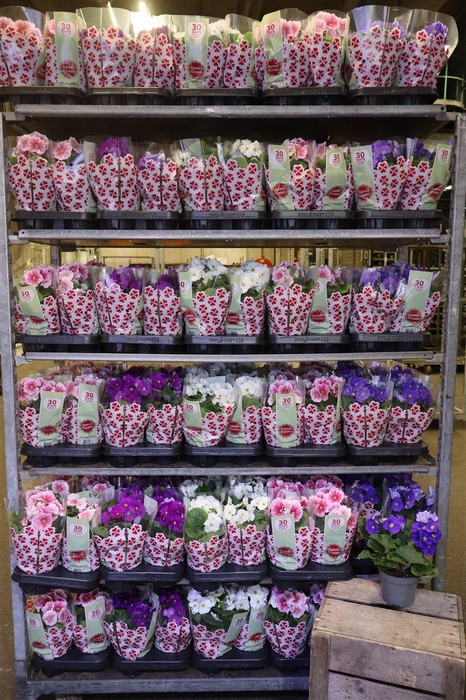 <h4>arr8 Prim Ob Tm Mixk 1 Kleur Per Tray</h4>