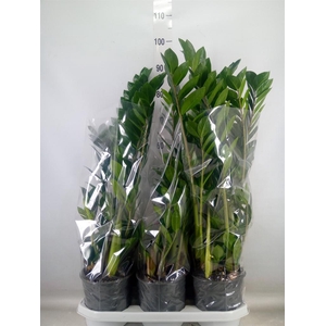 Zamioculcas zamiifolia