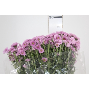 CRISANTEMO SANTINI VARIADO 080 CM