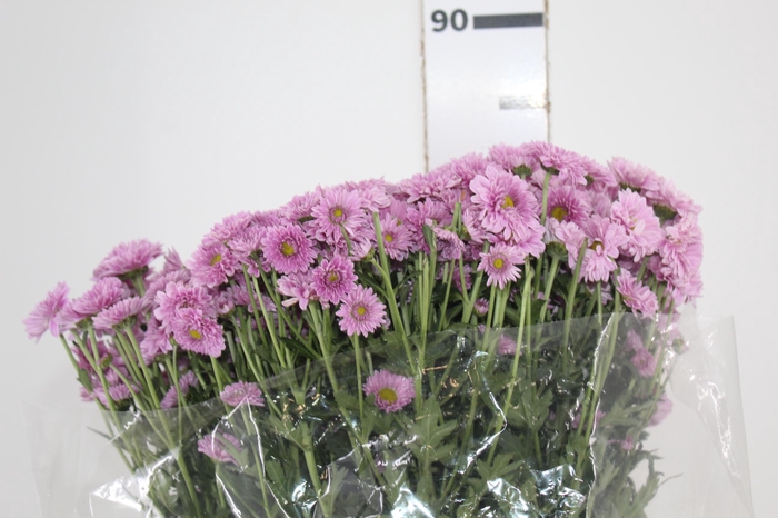 <h4>CRISANTEMO SANTINI VARIADO 080 CM</h4>