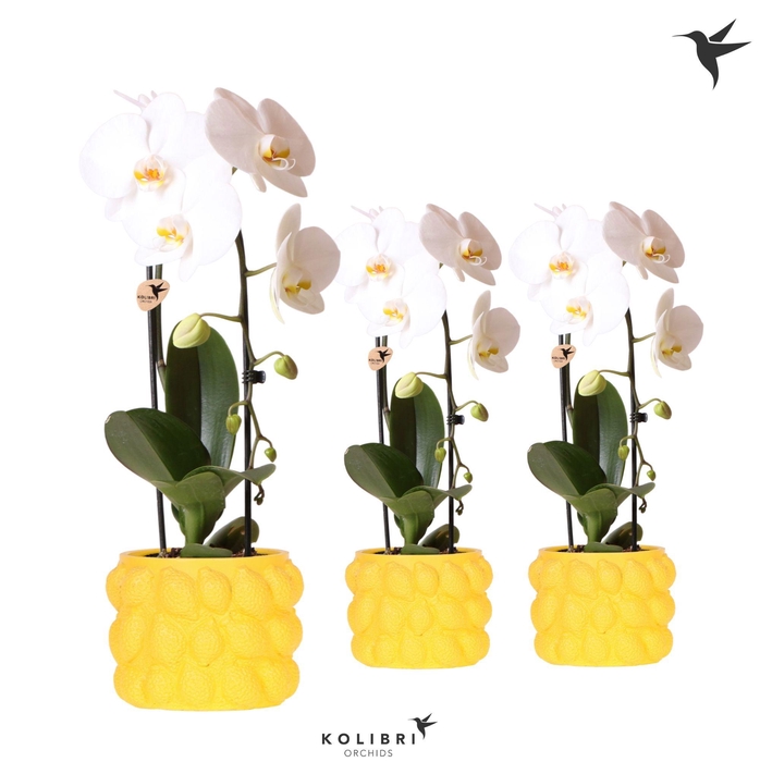<h4>Kolibri Orchids Phalaenopsis Cascade Niagara Fall white 1 spike in Citrus pot yellow</h4>