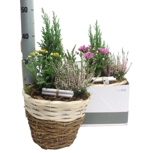 ARR TUINPLANTEN