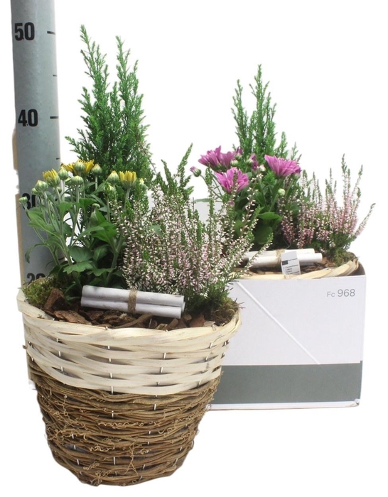 <h4>ARR TUINPLANTEN</h4>