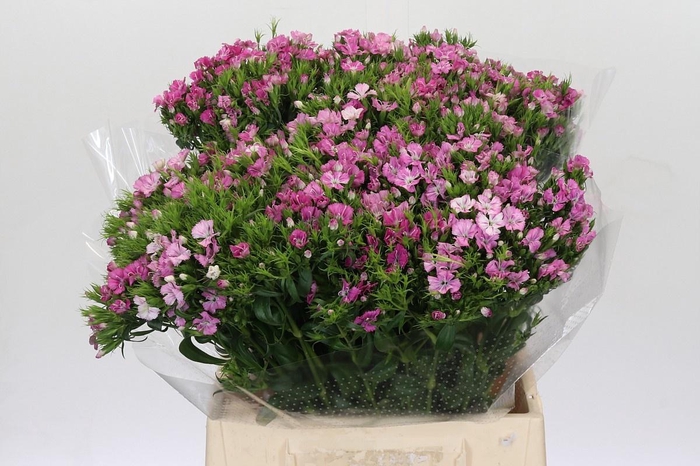 <h4>DI BARB AM ROSE</h4>