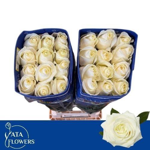 <h4>R GR POLARSTAR</h4>