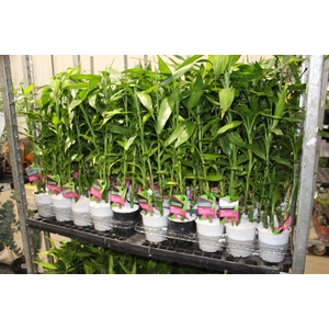 DRACENA LUCKY BAMBOO P12