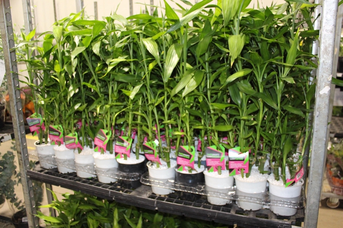 <h4>DRACENA LUCKY BAMBOO P12</h4>