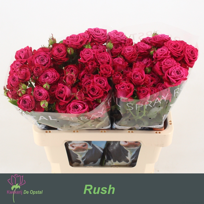 <h4>R Tr Rush Opstal</h4>