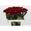 Dahlia Red Fox