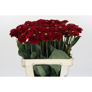 Dahlia Red Fox