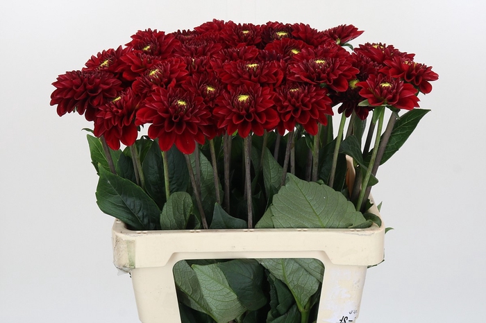 <h4>Dahlia Red Fox</h4>