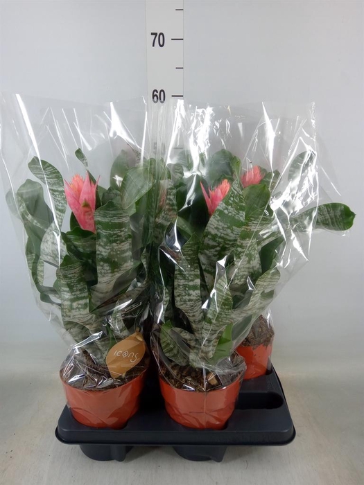 <h4>Aechmea   ...</h4>