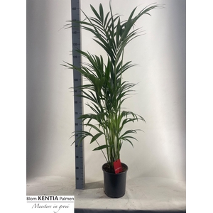 HOWEA FORSTERIANA