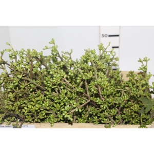 FOLHAGEM SEMENTE DE EUCALIPTO