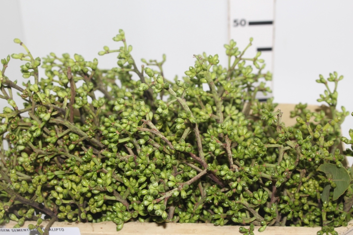 <h4>FOLHAGEM SEMENTE DE EUCALIPTO</h4>