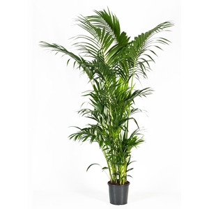 Howea forsteriana 240cm (Kentia)
