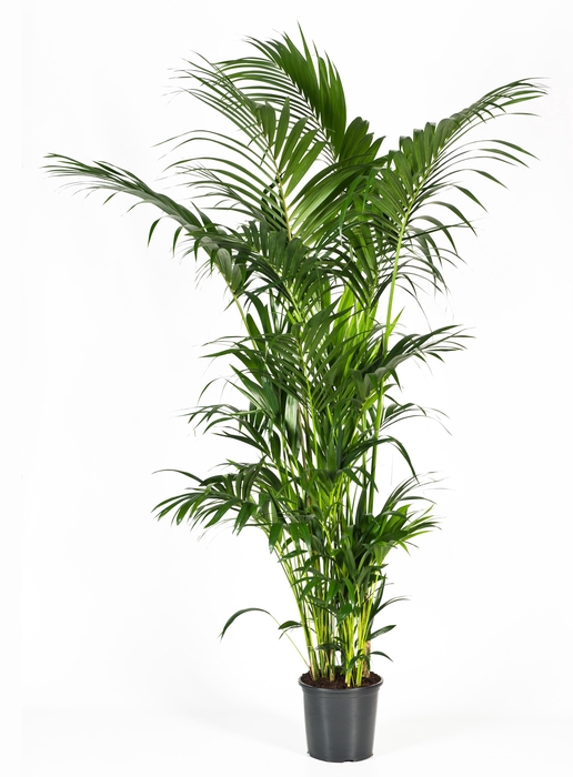 <h4>Howea forsteriana 240cm (Kentia)</h4>