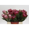Protea Mix