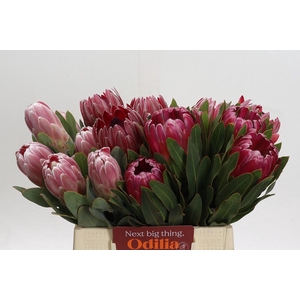 Protea Mix