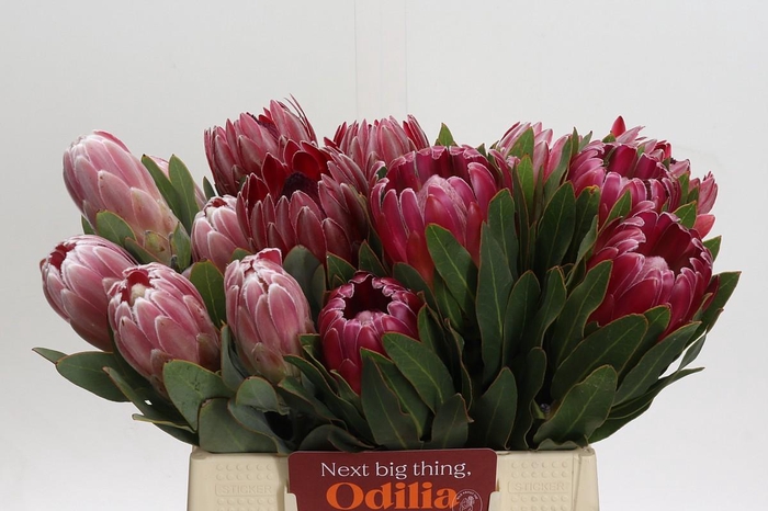 <h4>Protea Mix</h4>