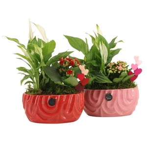 21807: Lovess arrangement