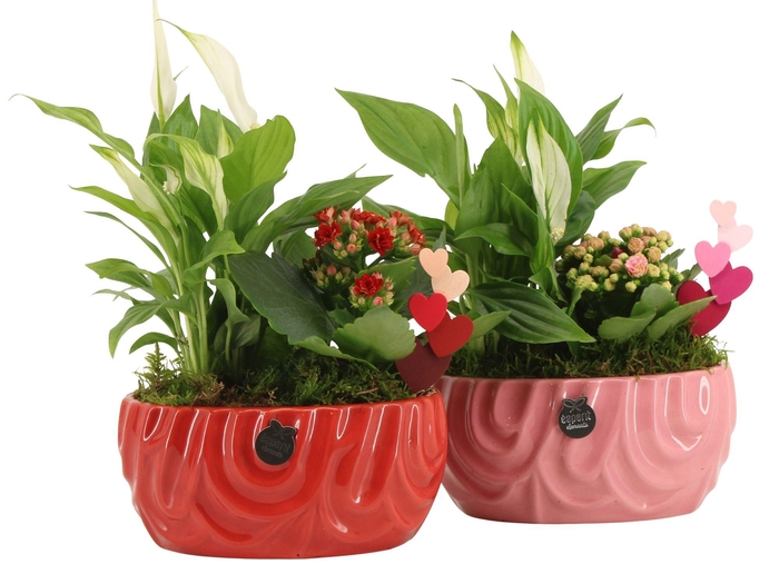 <h4>21807: Lovess arrangement</h4>