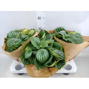 Peperomia argyreia